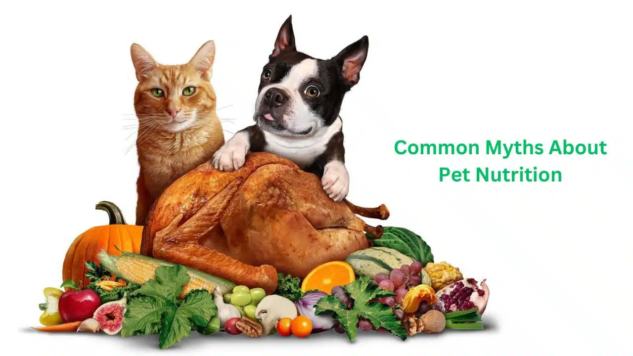Myths About Pet Nutrition