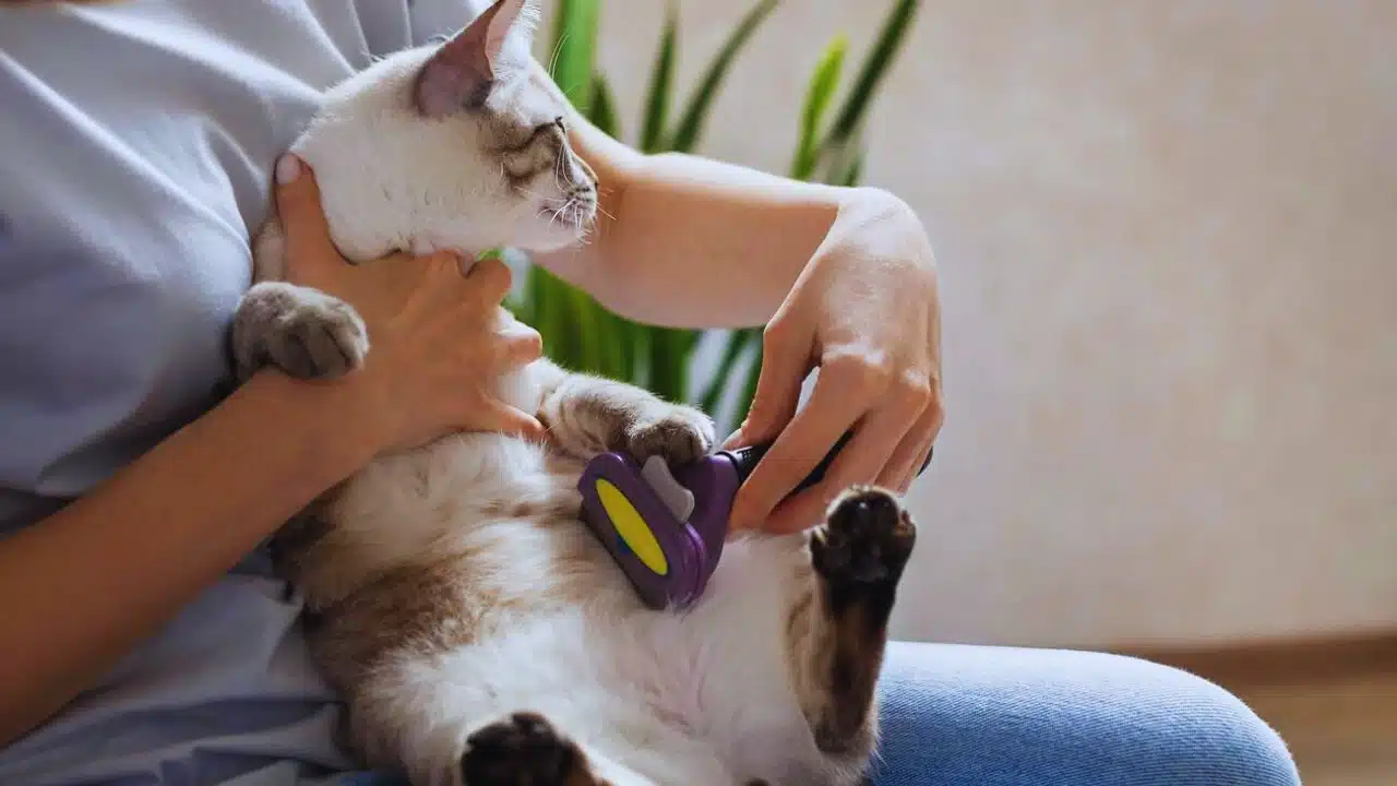 Pet Grooming