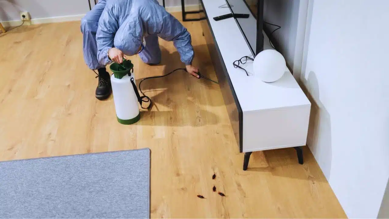 Summer Pest Control Tips