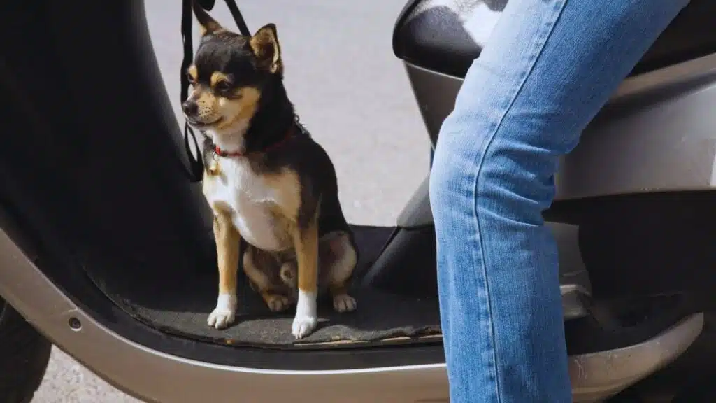 europe, greece, dodecanese, patmos island, dog on a motor-bike