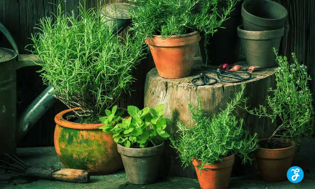 Top Plants That Repel Pests Naturally