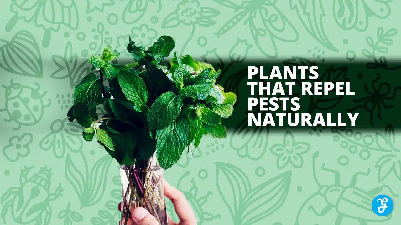 Plants Repel Pests Naturally