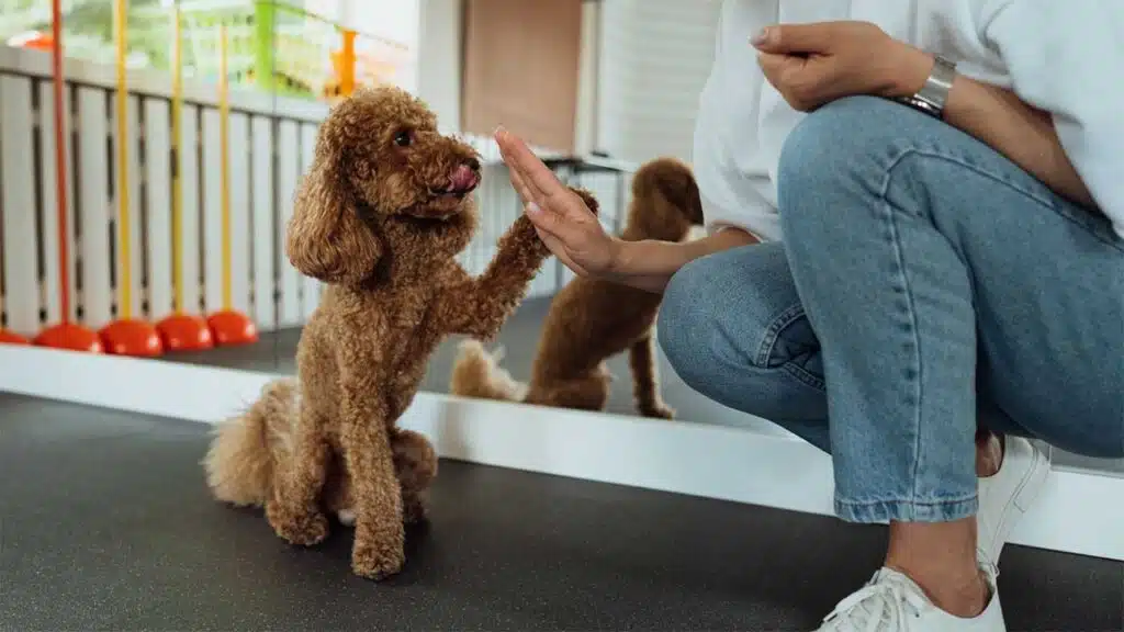 Poodle giving a high five to a person in a training session.