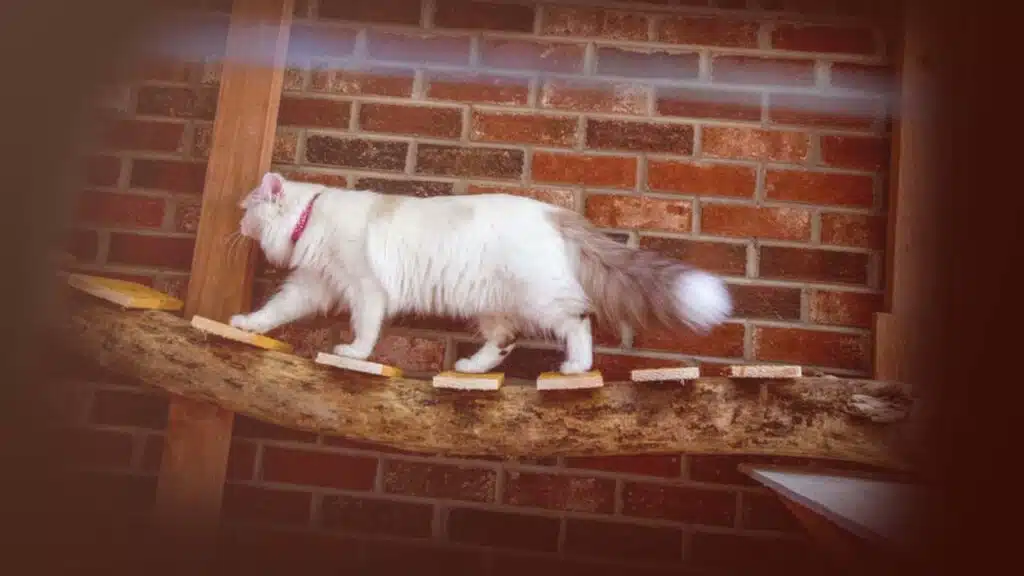 Fluffy white cat with a light brown patch and a bushy tail walking along a wooden beam with small stepping stones