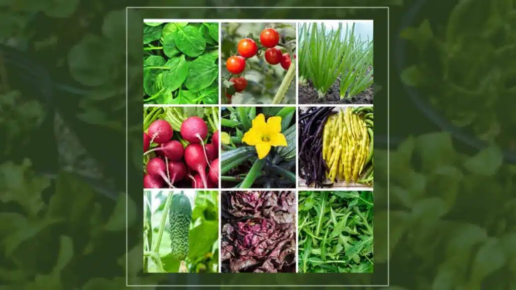 Vegetables for Container Gardening