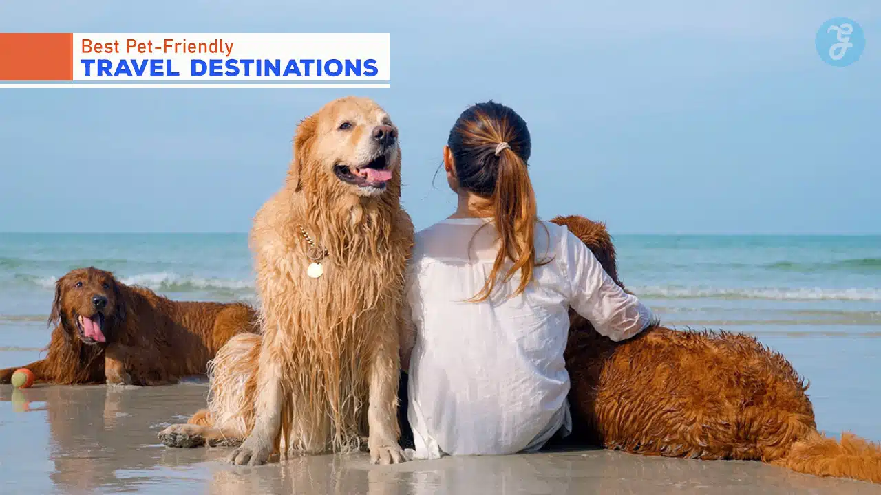 Best Pet-Friendly Travel Destinations