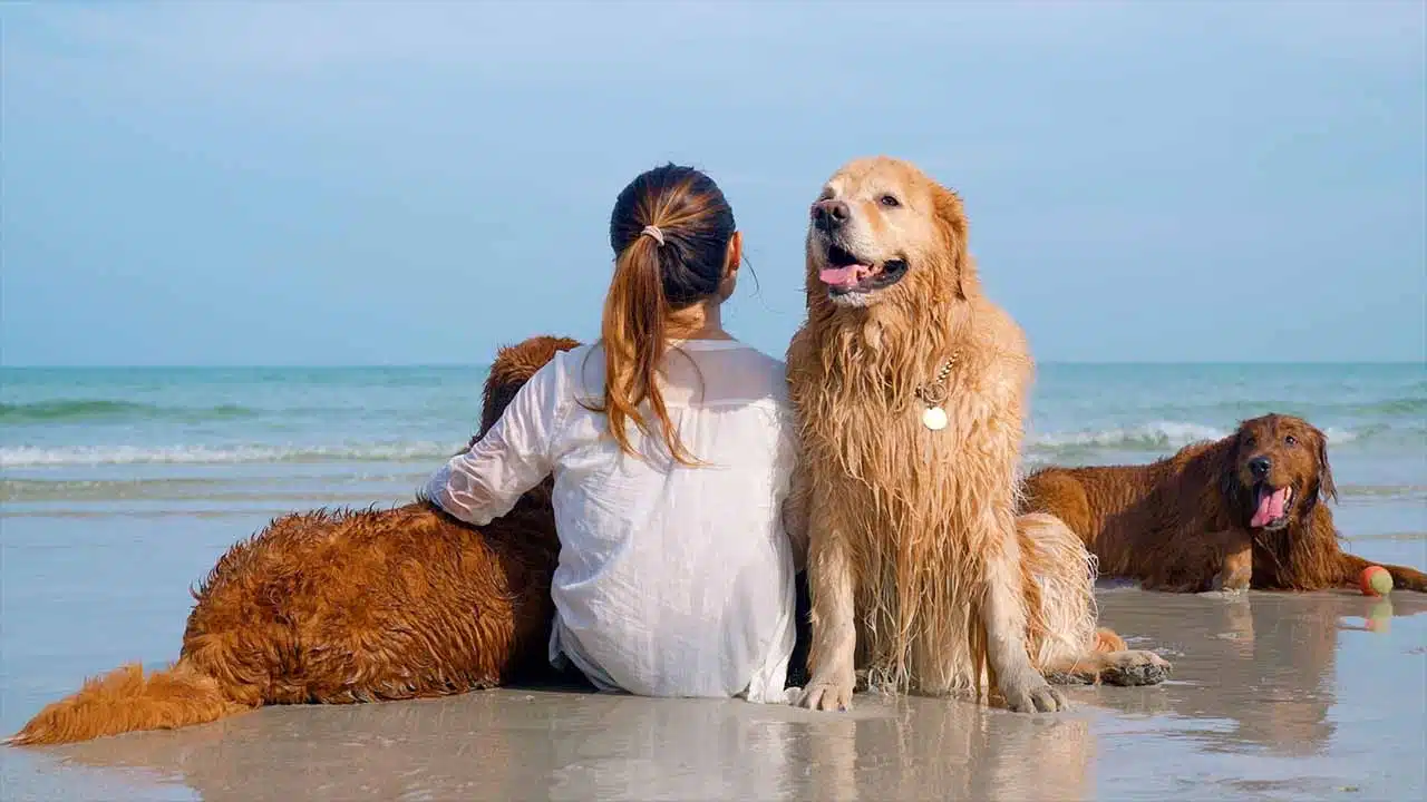 The 10 Best Pet-Friendly Vacation Destinations: Travel with Your Furry Friend-inner 1
