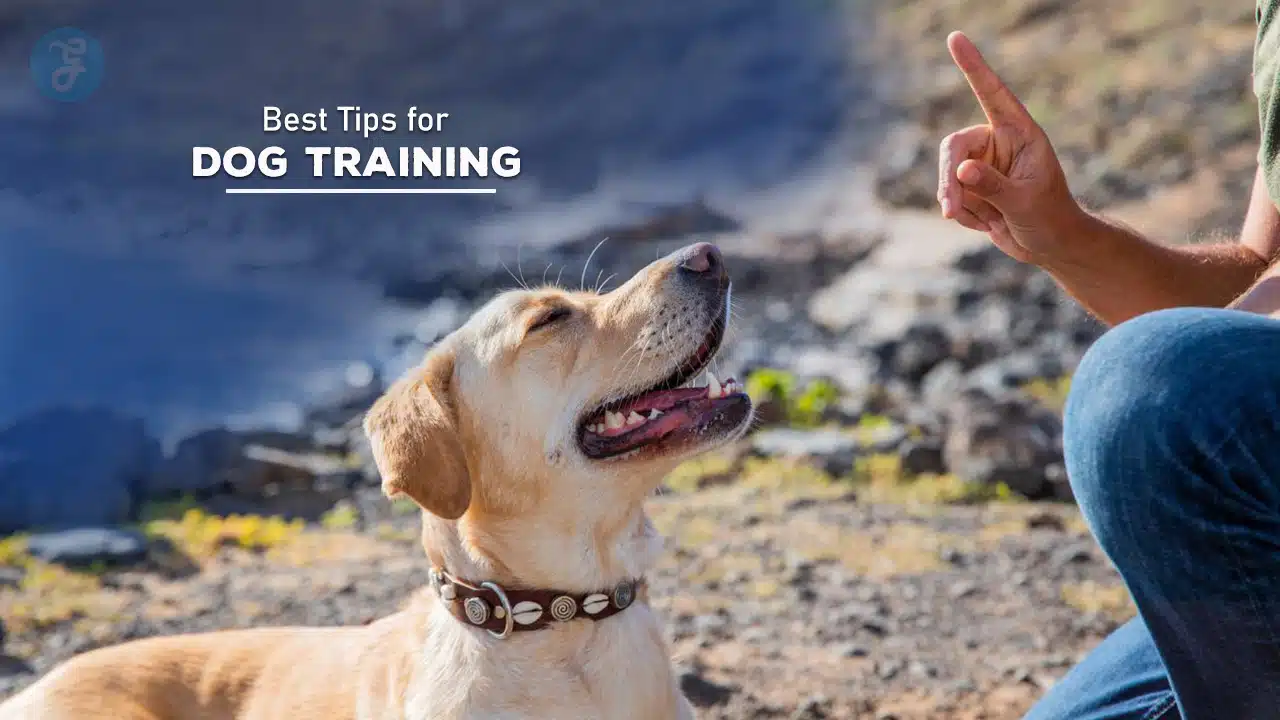 Best Tips for Dog Training
