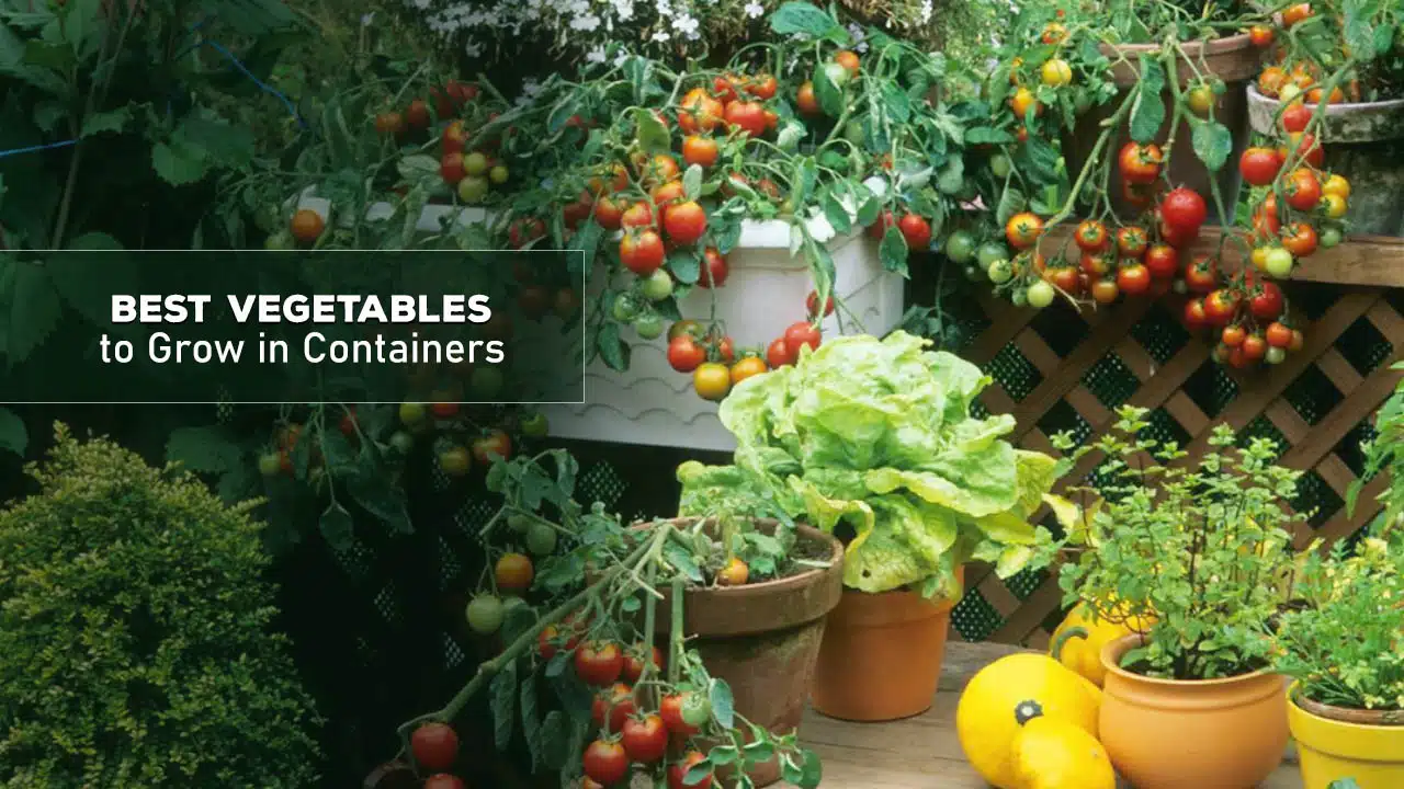 Best Vegetables to Grow in Containers