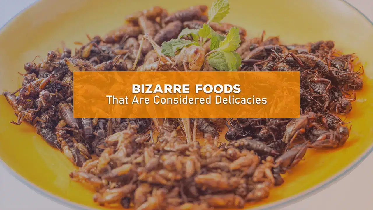 bizarre foods around the world
