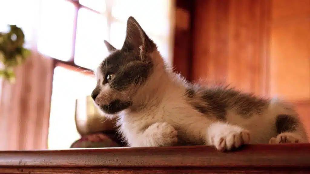 Gray and white kitten resting on a wooden surface