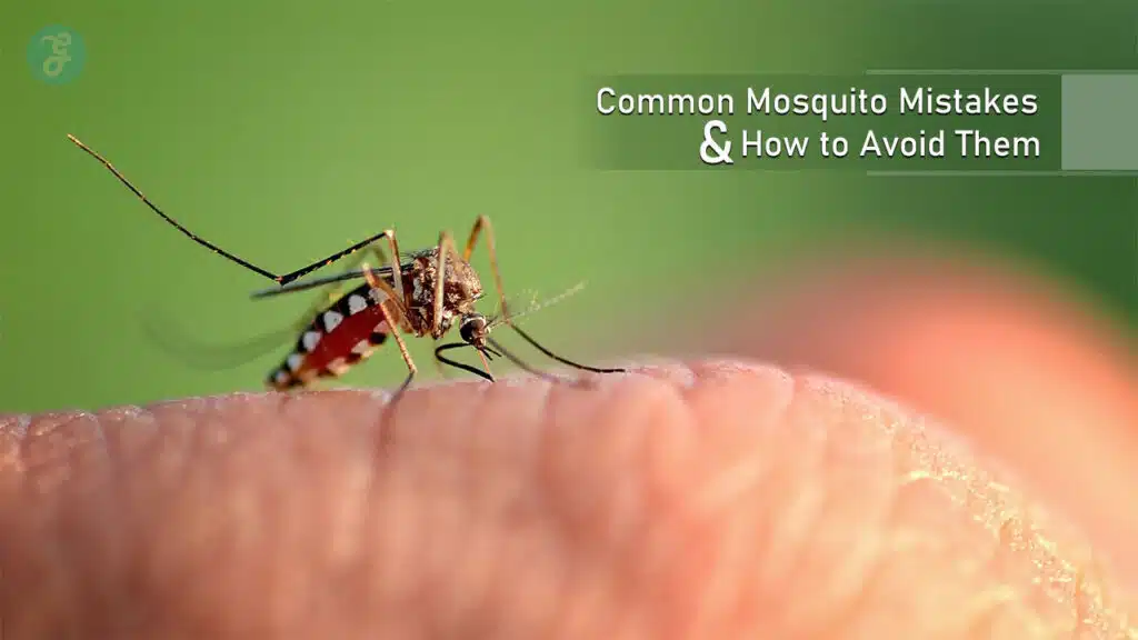 Common Mosquito Mistakes