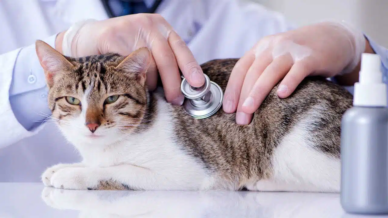Common Pet Illnesses