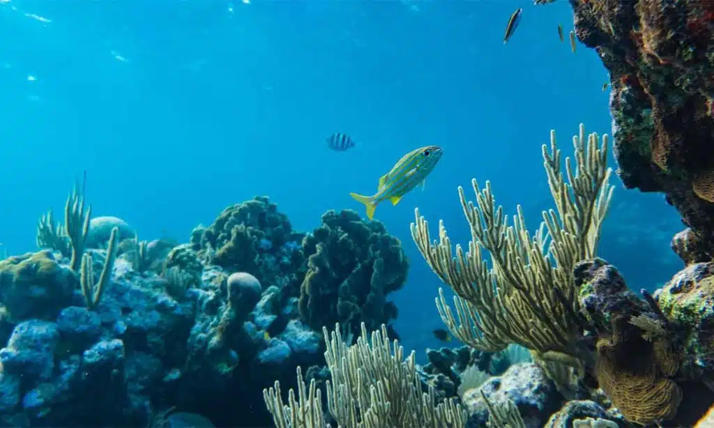 Discover the 10 Most Biodiverse Places on Earth