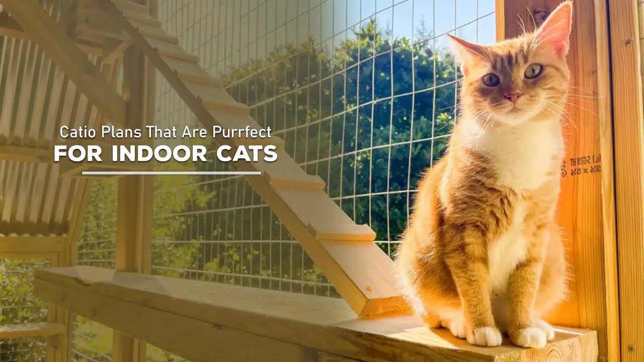 Creative Catio Ideas