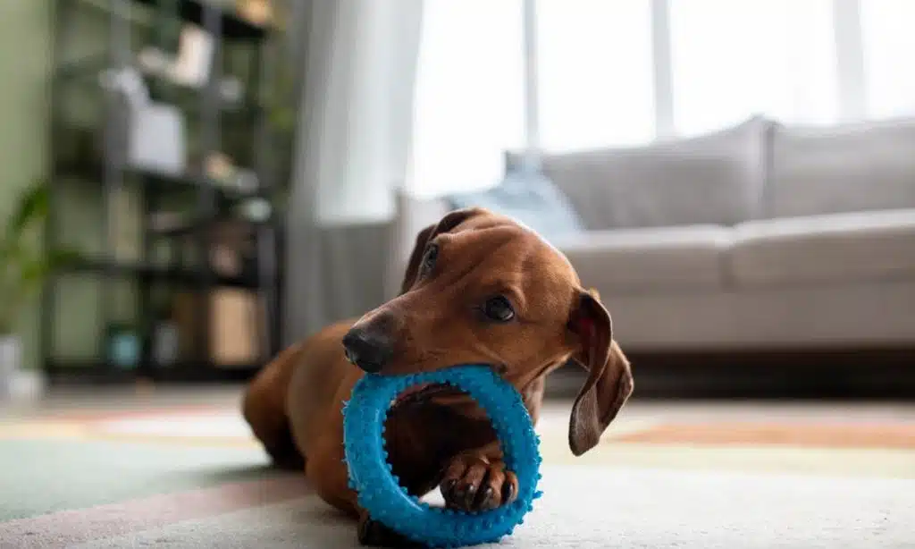 DIY Pet Toys