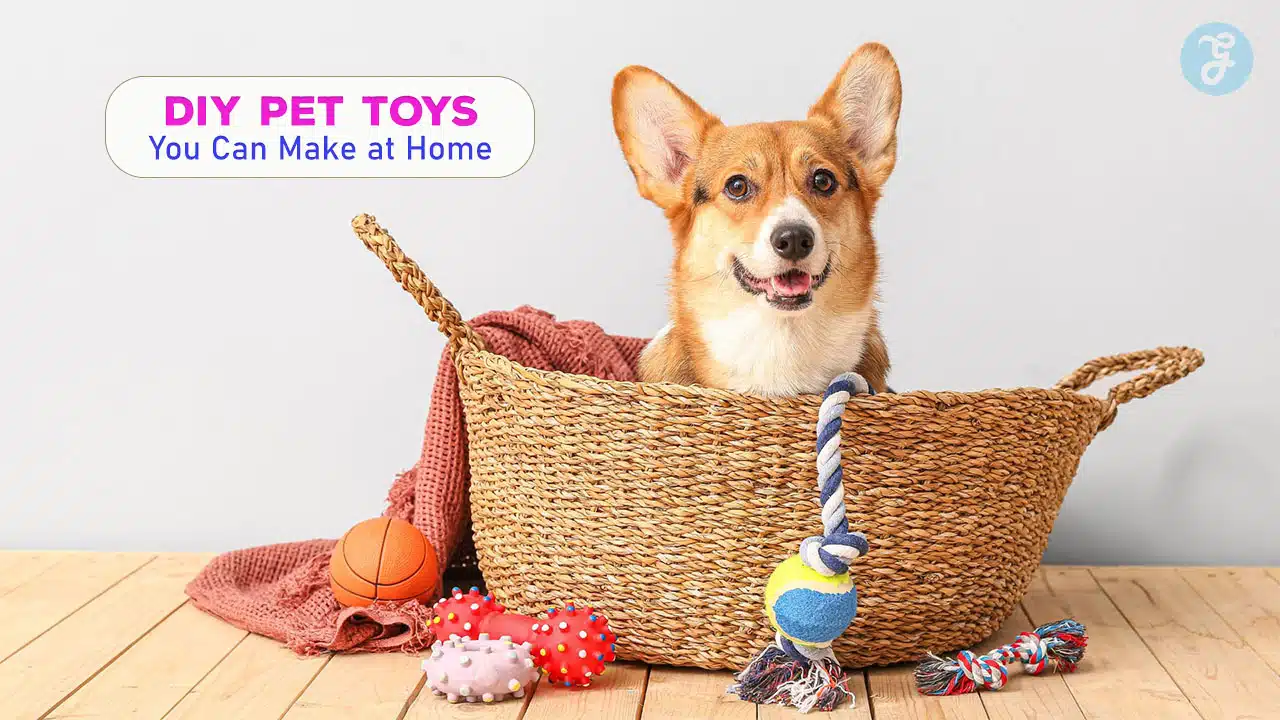 DIY Pet Toys You Can Make at Home