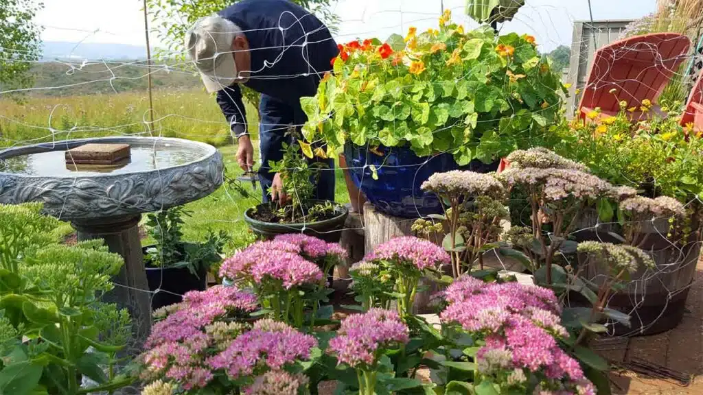 Person gardening among potted plants and flowers, near a birdbath.