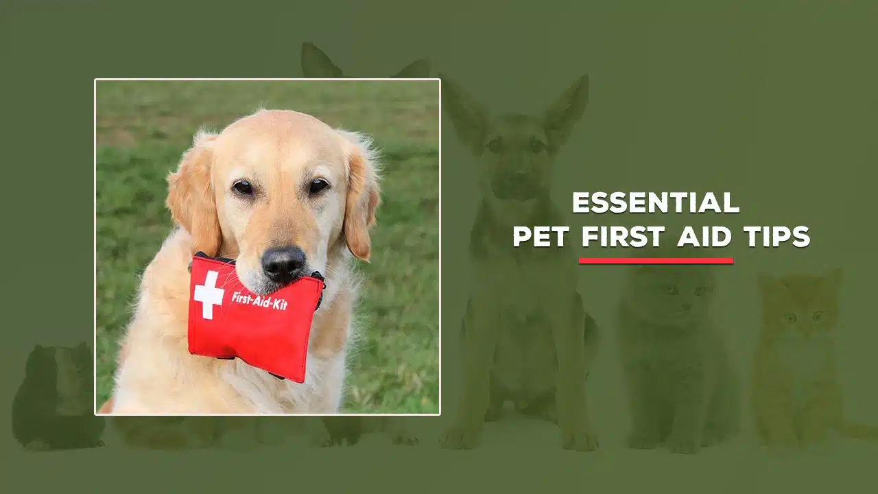 Essential Pet First Aid
