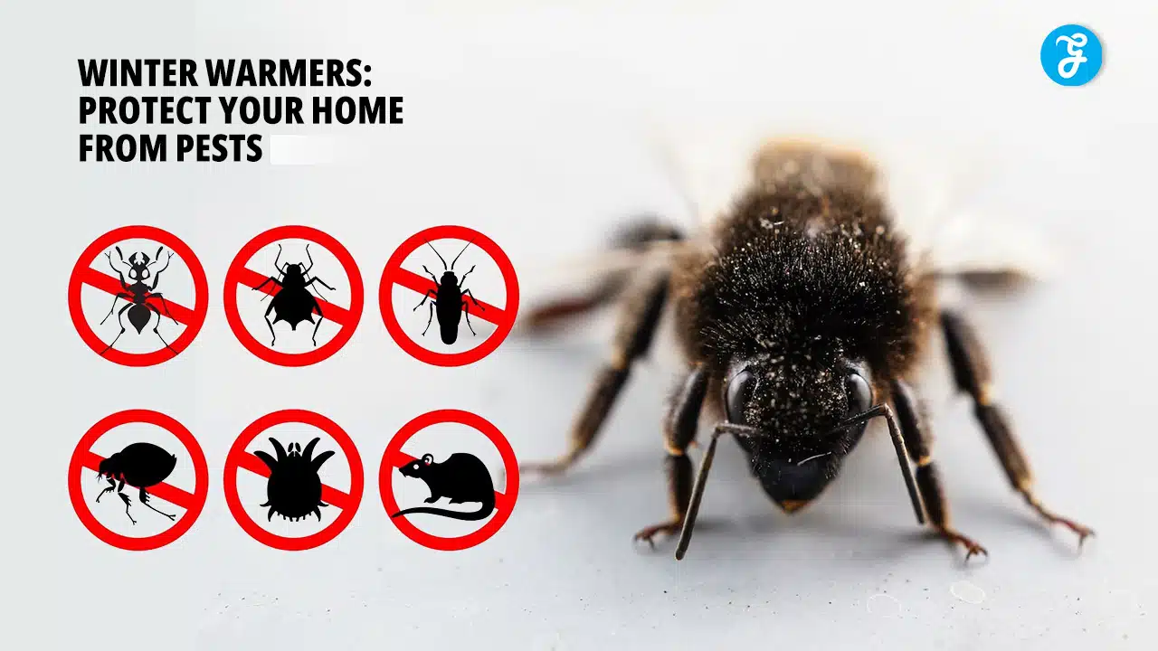 Essential Winter Pest Control Tips