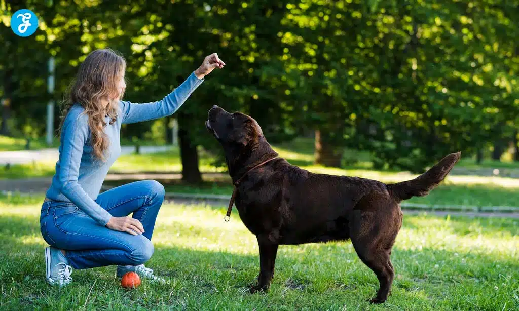 Training a dog in the park