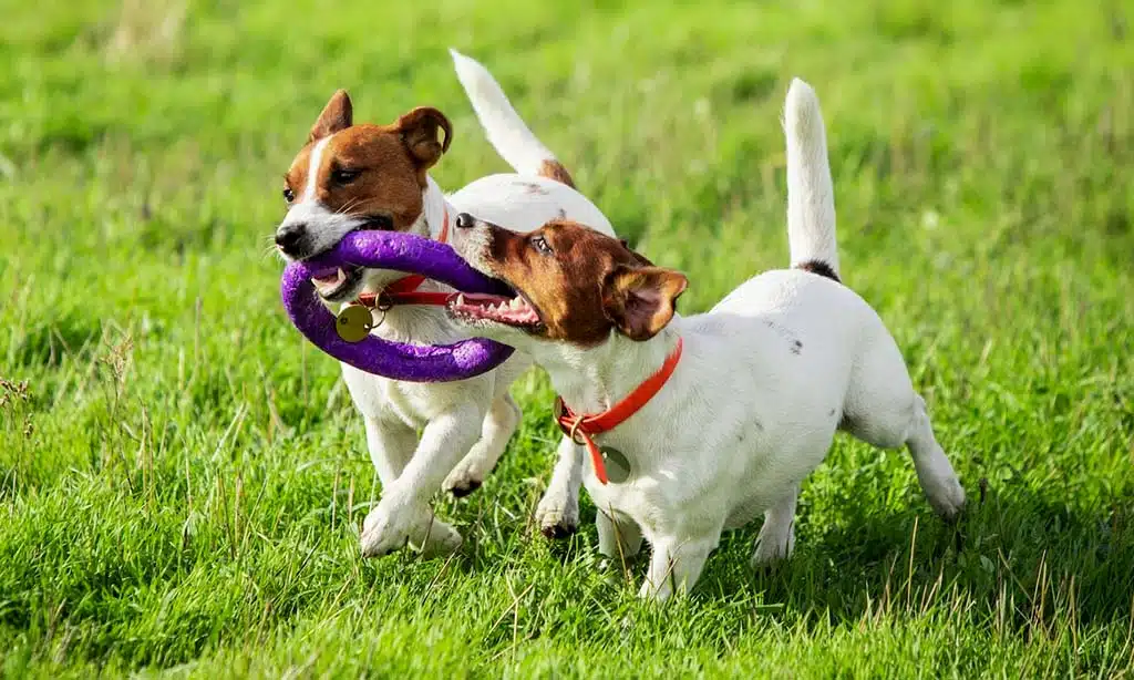 Two dogs playing together