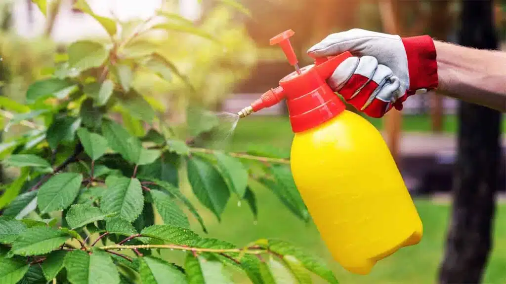 Spraying plants with pesticide for garden care.