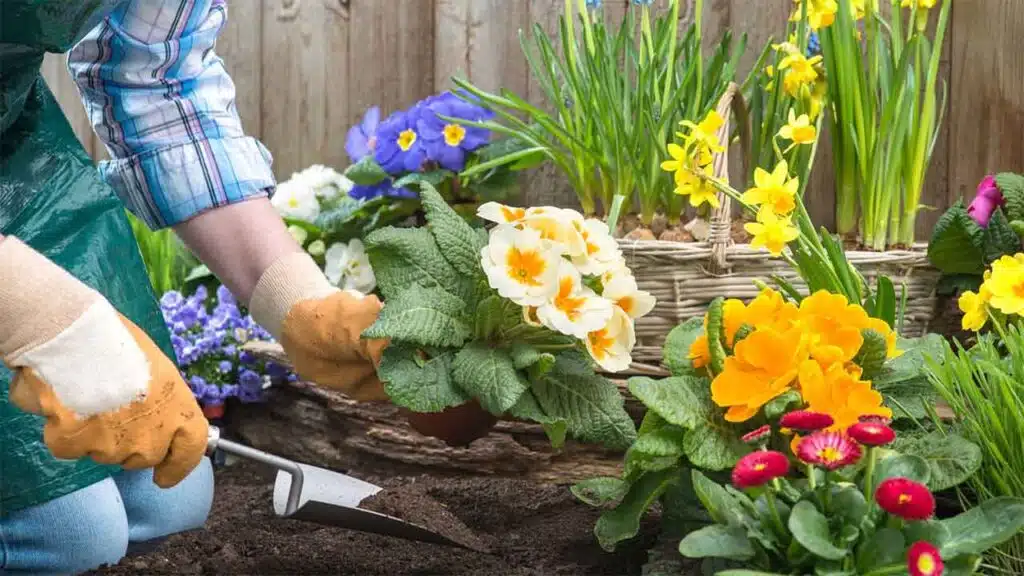Person planting colorful flowers in a garden.