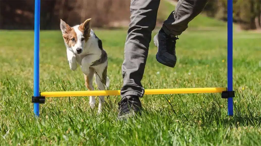 Dog jumping over a hurdle alongside its trainer during agility training.