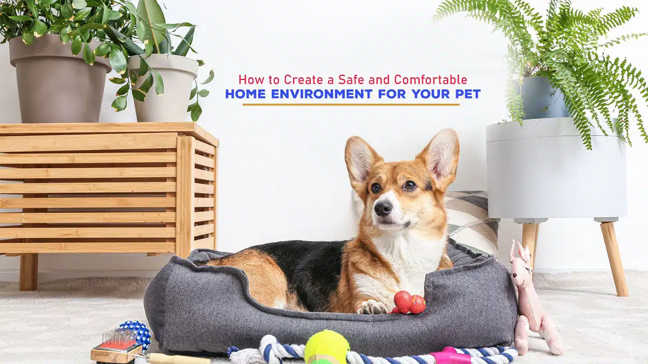 How to Create a Safe and Comfortable Home Environment for Your Pet