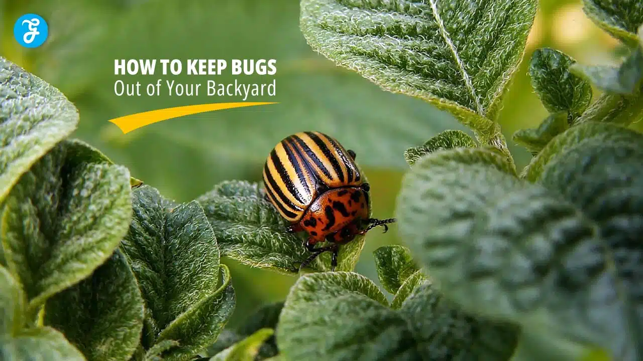 Backyard Pest Control Guide