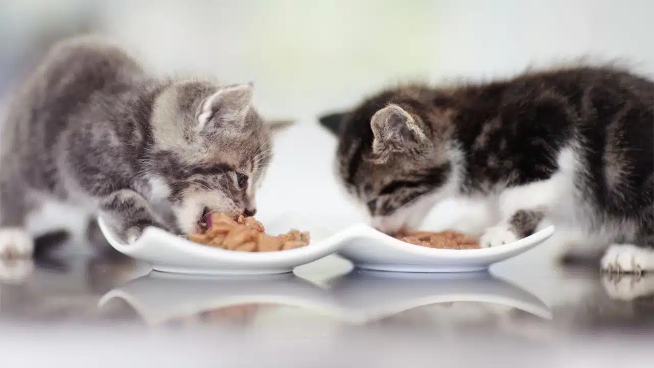 How to Keep Your Indoor Cat Happy and Healthy