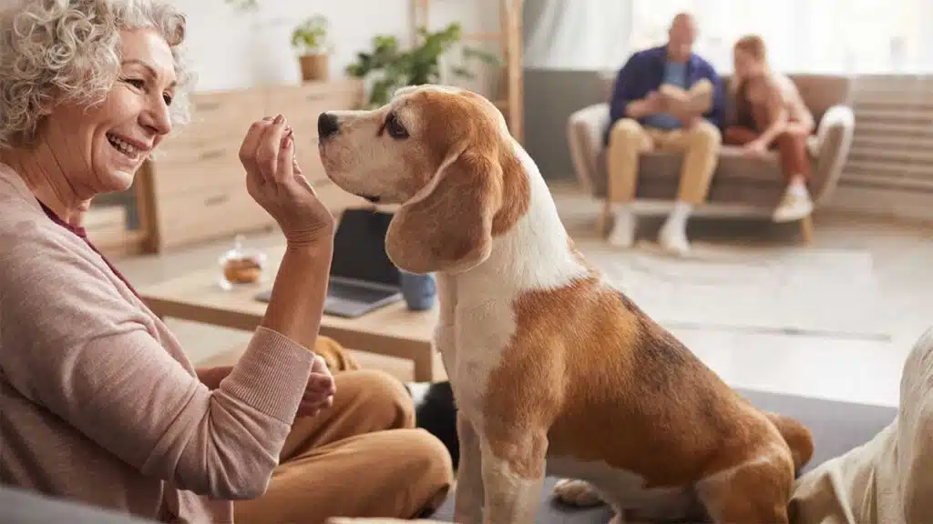Smiling woman playing with her Beagle in the living room.