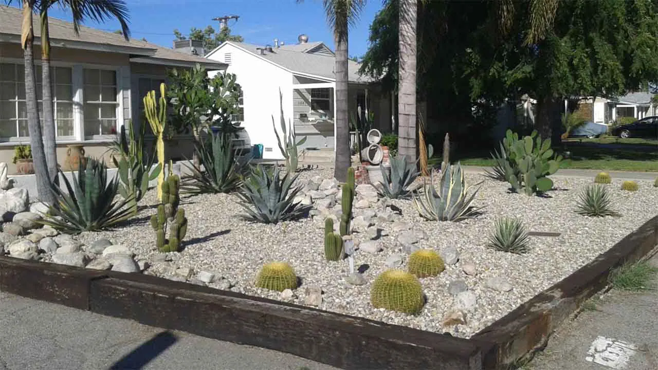 Incorporate Drought-Tolerant Ground Covers