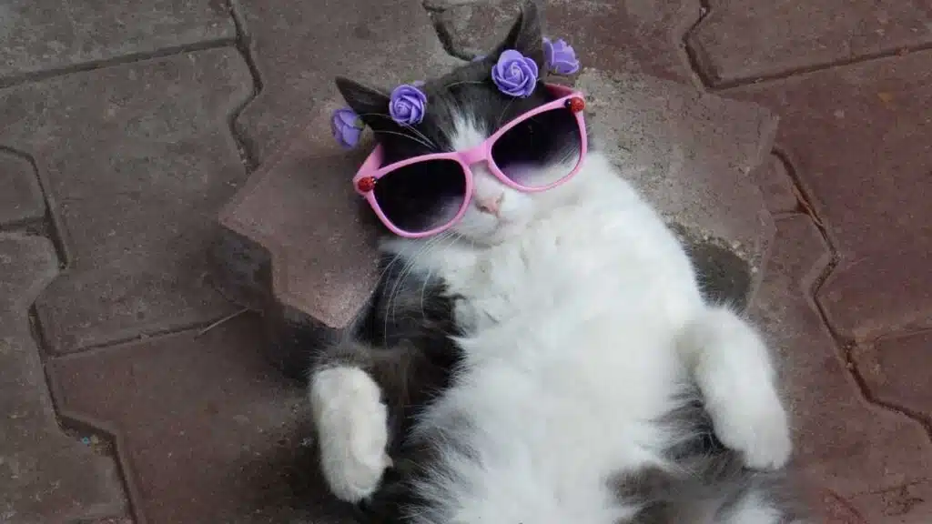 Keeping Indoor Cats Happy And Healthy