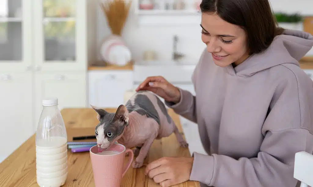 Woman with Sphynx cat drinking milk at the kitchen table.