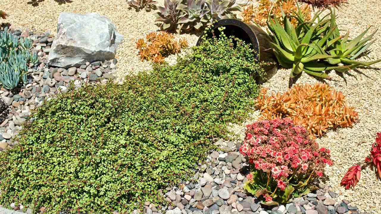 Low-Maintenance Lawn