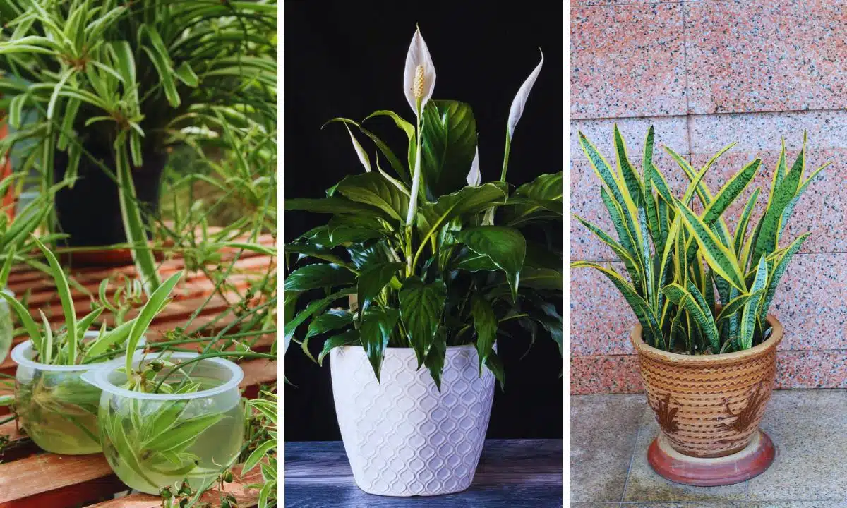 Low-Maintenance Plants