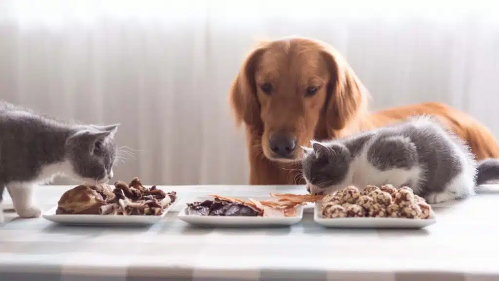 Dog and kittens eating together from plates.