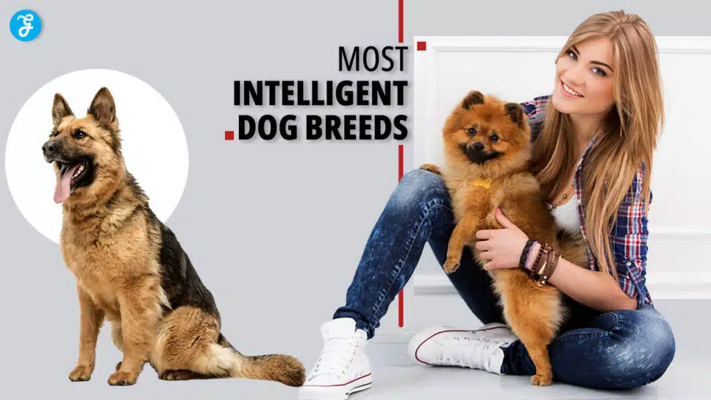 Most Intelligent Dog Breeds