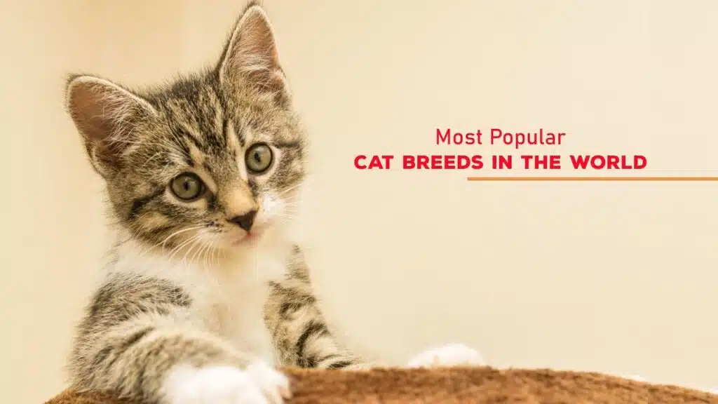 Most Popular Cat Breeds in the World