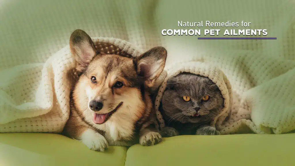 Natural Remedies for Common Pet Ailments