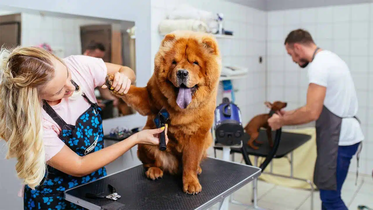 Nail clipping techniques for large breeds