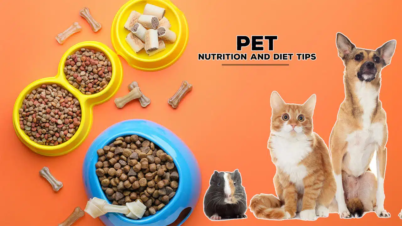Pet Nutrition and Diet tips
