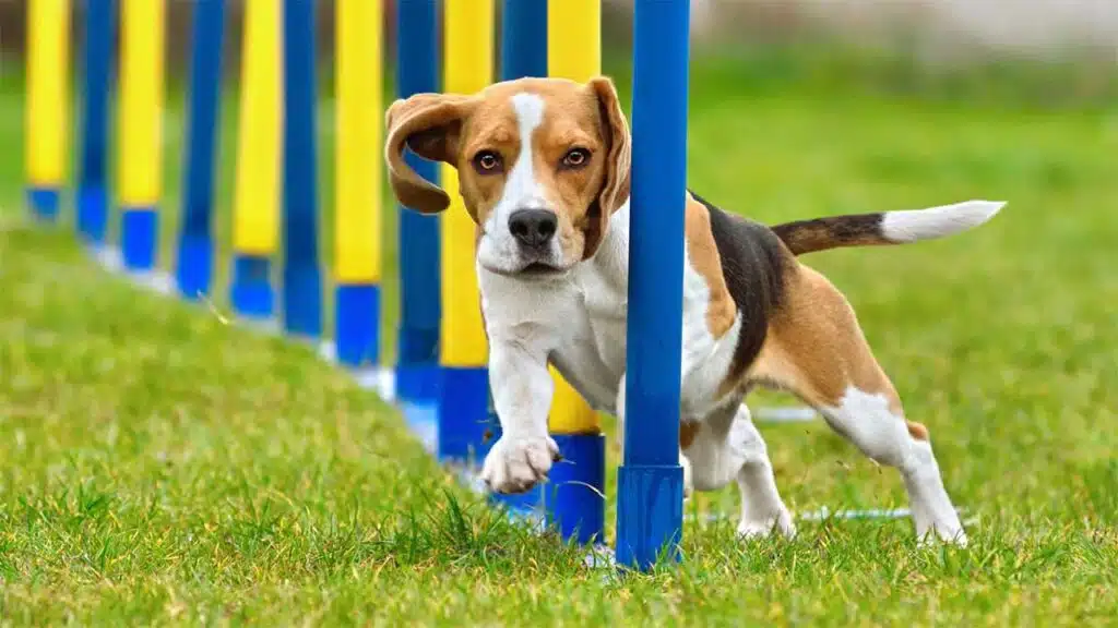 Beagle weaving through agility course poles on grass.