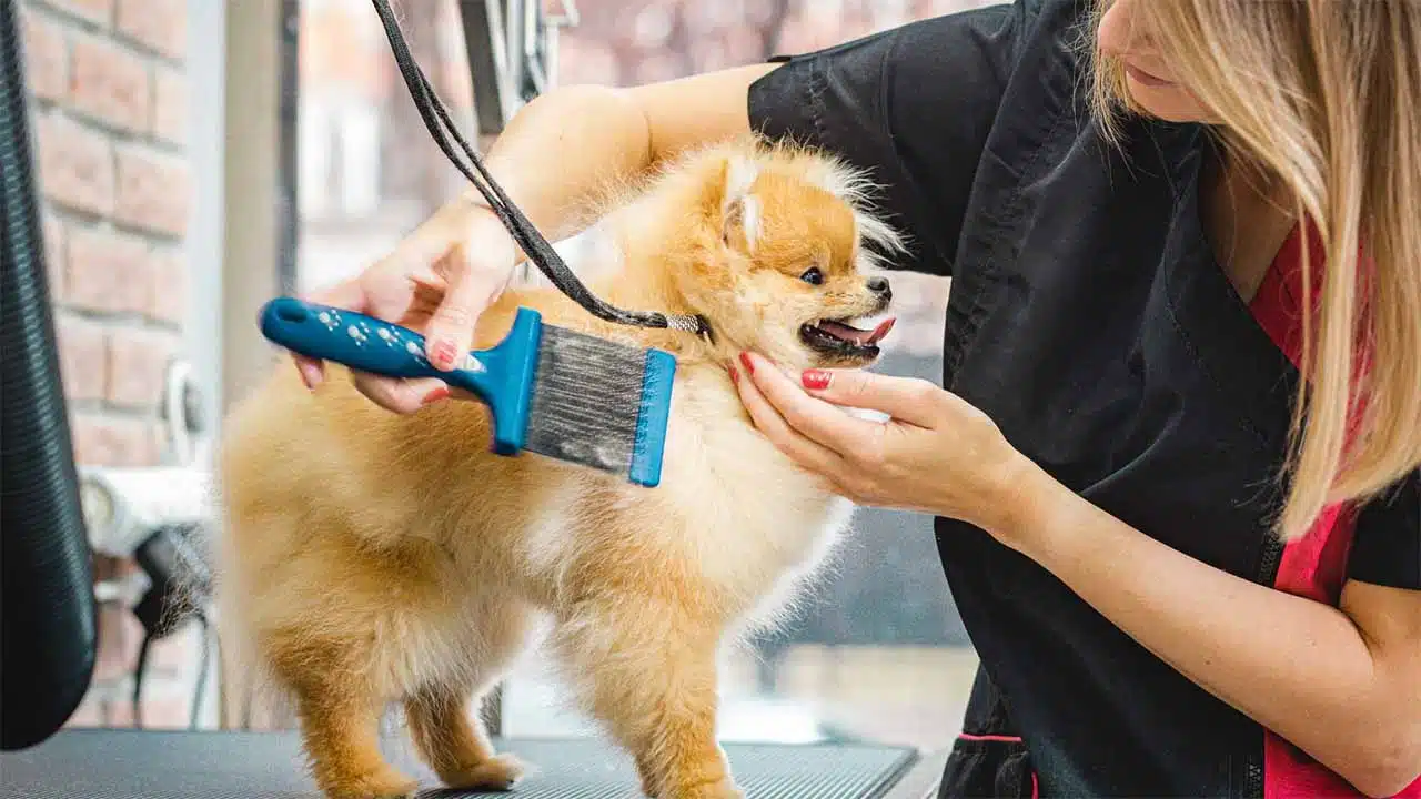 Regular brushing for long-haired breeds