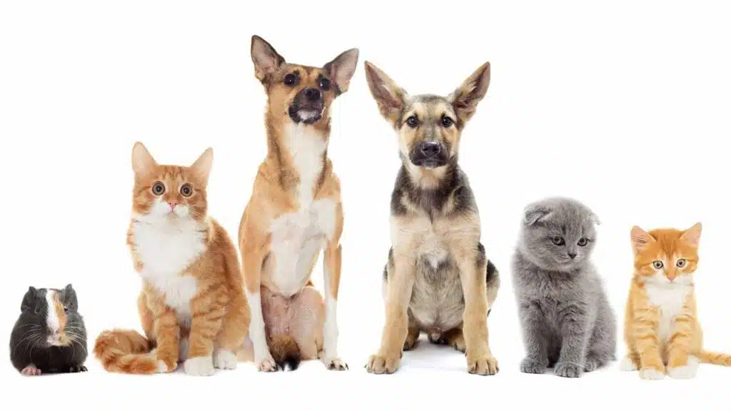 Remedies for Common Pet Ailments