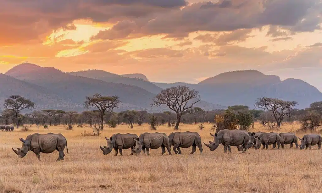 Safari in Serengeti National Park