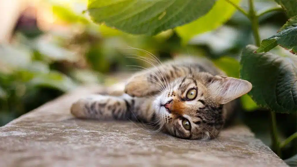 Tabby cat lying on its side outdoors among green plants