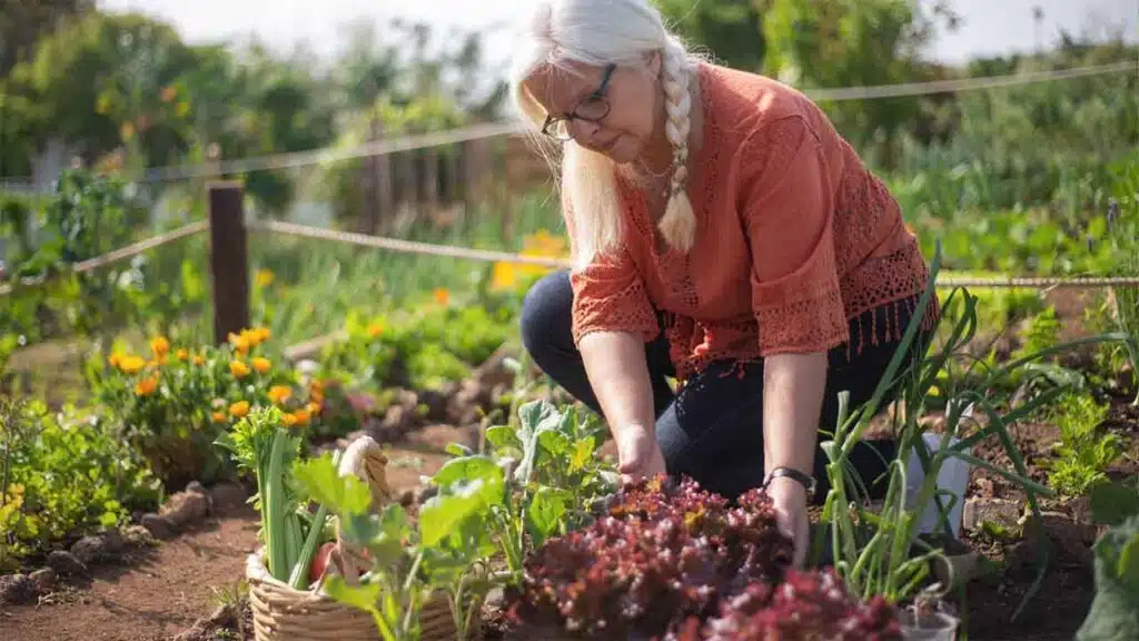 Senior woman harvesting vegetables in a garden.